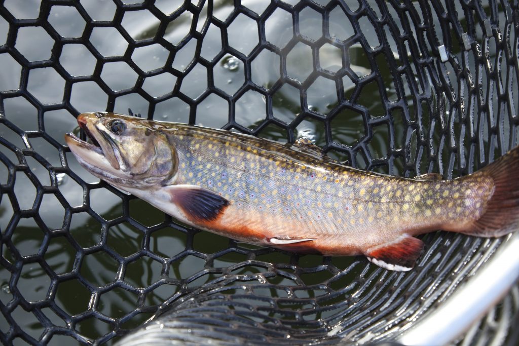 Gummierter Kescher fürs Fliegenfischen